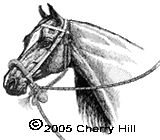 (c)1998 Cherry Hill - Western Horse - For the Western Rider - Western training and riding, tack, bridles, bits, grooming, training, longeing, lungeing, ground driving, Western Horsemanship Patterns, aids and cues for horsemanship and equitation, arena exercises including reining, western pleasure, trail, sidepass, lope, barn design and management, hoof care, shoeing, lameness, health care, nutrition and more. 