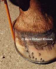 Good Horseshoeing - the new shoe should be wider than the hoof to allow for expansion as the hoof grows.