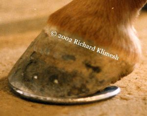 Good Horseshoeing - the shoe should extend back far enough to support the leg.