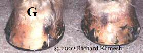 Clydesdale clips, clips, horseshoe, welding, welded, farrier, shoer, horseshoer, blacksmith, weld, shoeing, shoe, making clip, hoof pads, hoof packing, hooves, draft, thrush, white line disease, hoof disease, forging, horse, video, books, book, horses, equine,