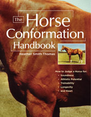 Horse Conformation