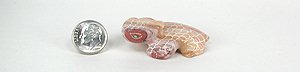 Hand made Native American Indian Lizard Fetish