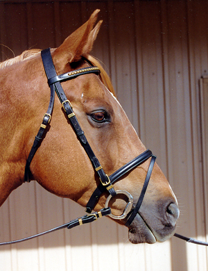 Libertyville Gold Medal Clincher Bridle