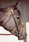Miller's Somerset Leather Buckle  Bridle