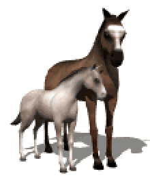horse and foal