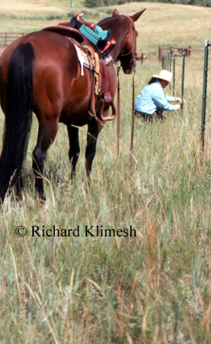 Cherry Hill fixing fence while her horse stands ground tied