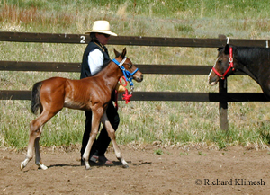Cherry Hill training a foal to lead in an arena