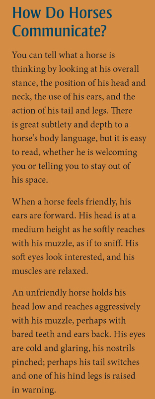 2024 Calendar How to Think Lke a Horse by Cherry Hill
