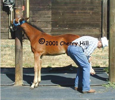 lifting hind leg of foal, foal, yearling, two-year-old, hoof care, training, akhal teke, lift, leg, farrier, shoer, shoeing, horse book, video, horse video, horse training book, horse training video, horse care, trimming, trim, shoe, balance, stand, still, square, move over, health care, Sherlock, tying, inner tube, training, quarter horse, newborn, young horse, horses, training, books, Cherry Hill, behavior, tips, horsekeeping, farriers, stablekeeping, information, answers, care, shoeing, pony, barn, stable, facilities, lameness, equine, management, grooming,  groom,  foals, stallions, geldings, colt, filly, weanling, suckling, hitch, tie, fence, fencing, pen, paddock, health, first aid, filly, halters, ring, breaking, trainer, hitch rail