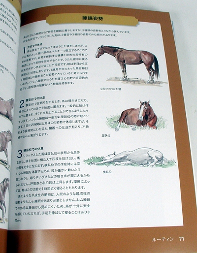 How to Think Lke a Horse by Cherry Hill - JapaneseTranslation