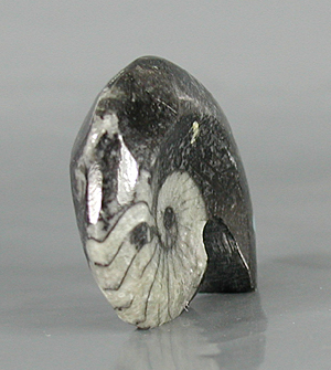 Authentic Native American Bear Fetish Carving of ammonite fossil and Turquoise by Zuni artisan Bernard Laiwakete