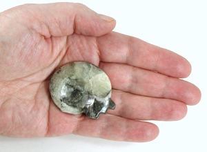 Authentic Native American Bear Fetish of ammonite by Zuni Bernard Laiwakete