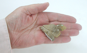 Zuni Eagle fetish of Picasso Marble by Gilbert Lonjose