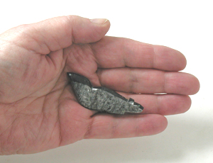 Authentic Native American wolf Fetish Carving from orthocera fossil by Zuni Abby Quam Panteah