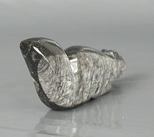 Authentic Native American wolf Fetish Carving from orthocera fossil by Zuni Abby Quam Panteah