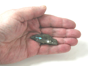 labradorite Beaver Fetish carving with turquoise eyes by Zuni artisan Abby Quam Panteah