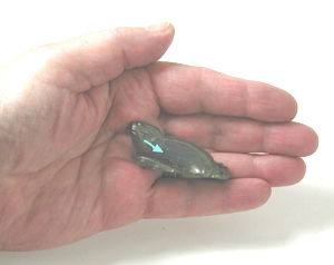 labradorite Beaver Fetish carving with turquoise eyes by Zuni artisan Abby Quam Panteah