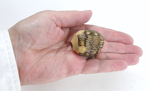 Authentic Native American hedgehog fetish by Zuni artisan Silvern Powitech