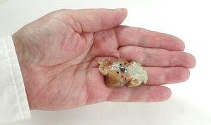 Authentic Native American badger fetish by Zuni artisan Danette Laate