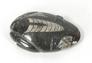 Authentic Native American Zuni orthocera frog  fetish carving by Clayton and Abby Quam Panteah