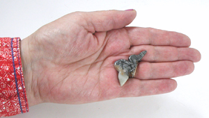 Authentic Native American rattlesnake Fetish Carving of Picasso marble with inlaid jet eyes by Navajo carver Roy Davis