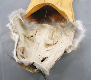 Authentic Native American Indian fringed buckskin medicine bag with Fox head by Lakota artisan Anita Brown